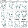 werehog_expression_by_~bbpopococo.jpg