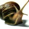 Snail