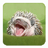 Unknown Hedgehog